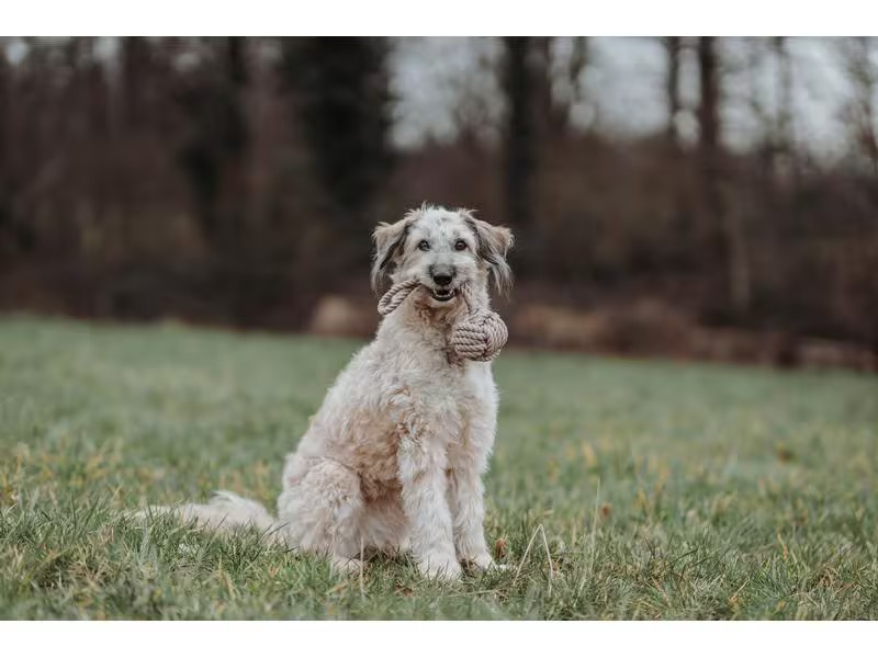 Hunter Hunde-Spielzeug Inari S, Ø 6 cm, Beige