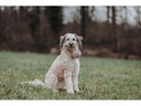 Hunter Hunde-Spielzeug Inari S, Ø 6 cm, Beige