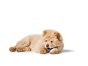 Hunter Hunde-Spielzeug Barry Maus, 20 cm, Beige