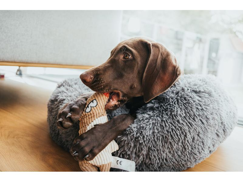 Hunter Hunde-Spielzeug Barry Maus, 20 cm, Beige