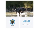 tractive GPS-Tracker DOG XL Adventure Edition, Grau