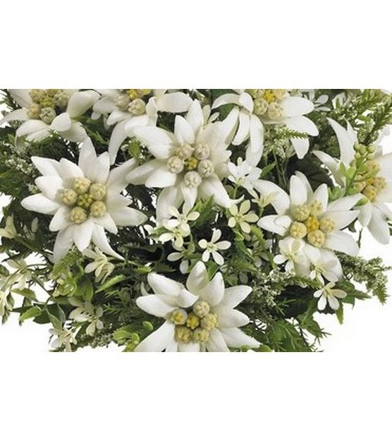 Dekomat AG Kunstblume Edelweiss-Strauss 29 cm