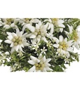 Dekomat AG Kunstblume Edelweiss-Strauss 29 cm