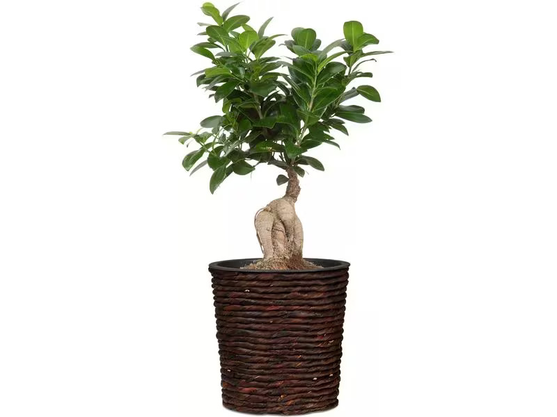 scheurich Pflanzengefäss mit Plastikeinsatz 20 x 17 cm,  Braun
