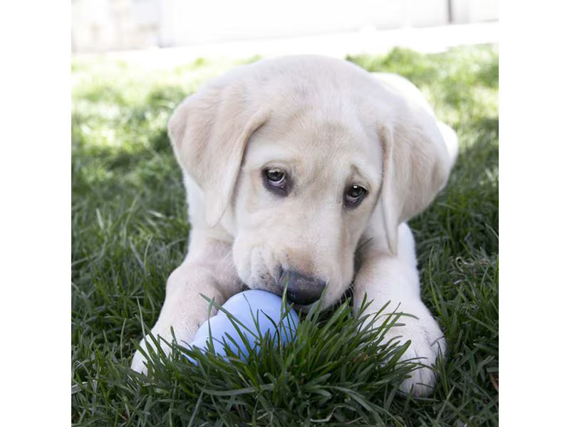 Kong Puppy, Ø 4.5 cm x 7 cm, assortiert