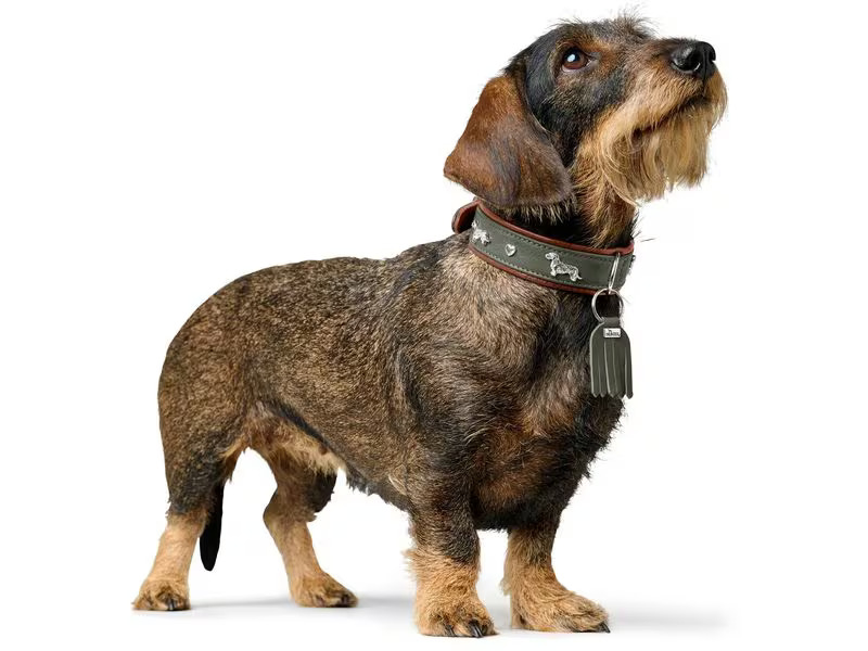 Hunter Teckel-Halsband München 32/XS, Rindsleder, Grün/Cognac