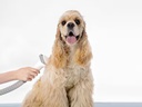 Neakasa P0 Pro Hundeschermaschine, 5in1 mit Staubsauger