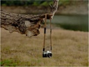 Peak Design Trageriemen Leash Coyote