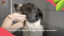 Pet Head Festes Shampoo Granatapfel 85 g