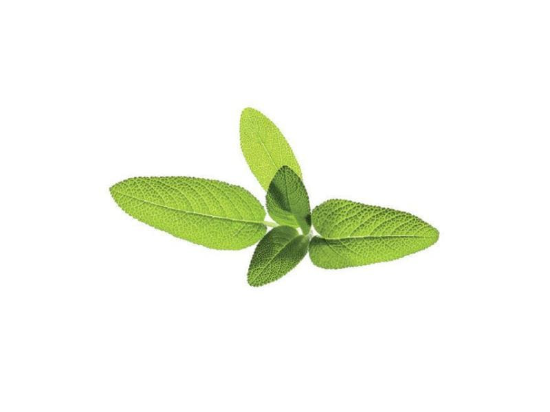 Click and Grow Samen Salbei