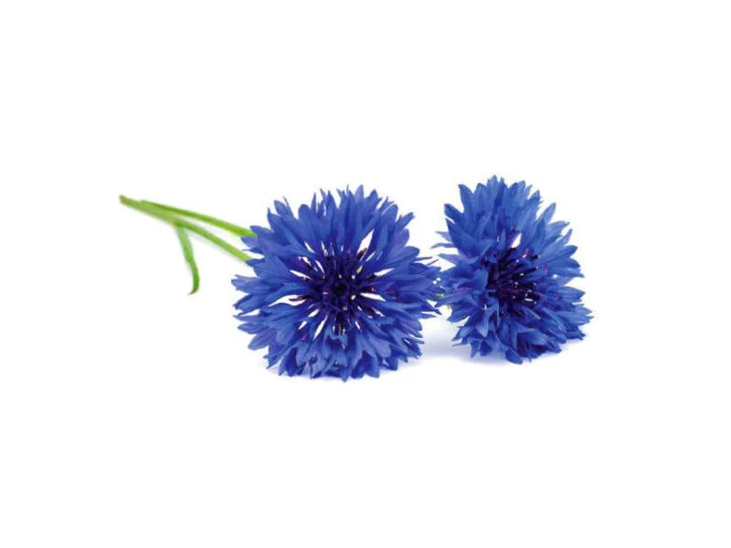Click and Grow Saatgut Kornblume