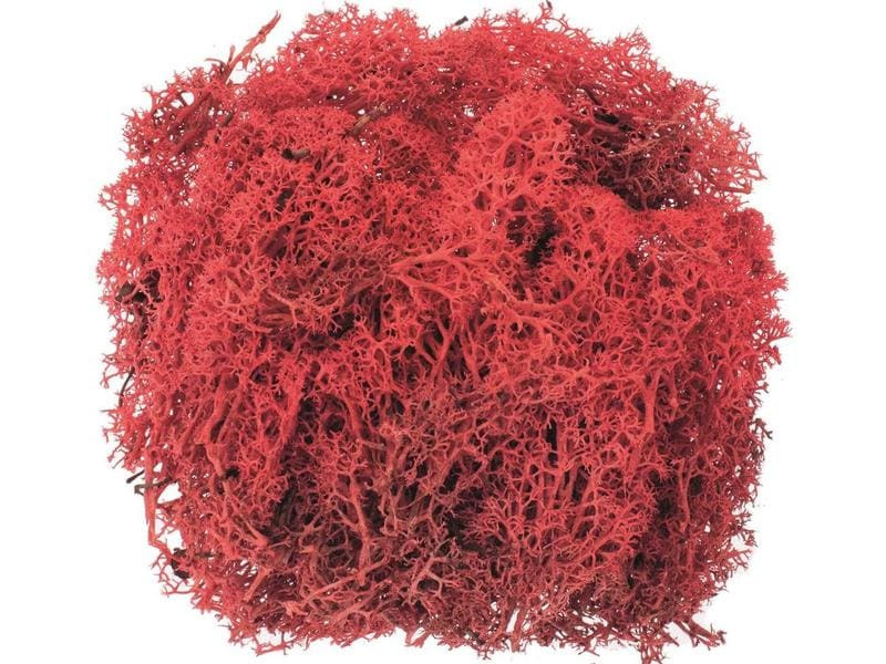 Glorex Moos Island Rot