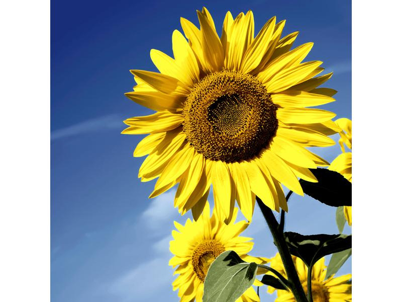 Paper + Design Papierservietten Sunflower Bloom 33 cm x 33 cm, 20 Stück