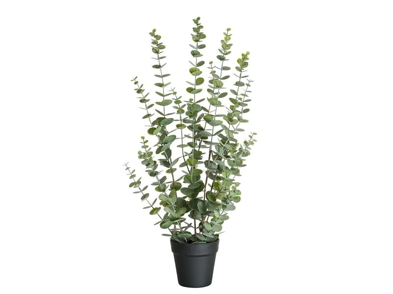 Botanic-Haus Kunstpflanze Eukalyptus 76 cm