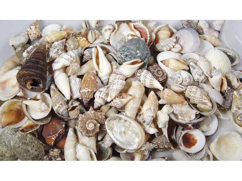 Ambiance Muscheln, 1.2 kg Nature