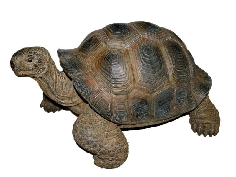 Vivid Arts Dekofigur Schildkröte