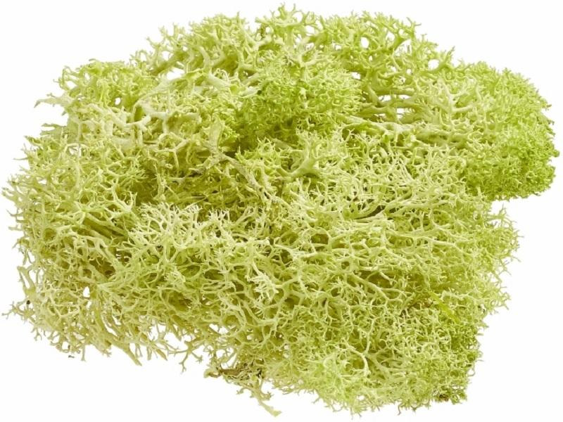 HobbyFun Mini-Utensilien Islandmoos 20g, Hellgrün