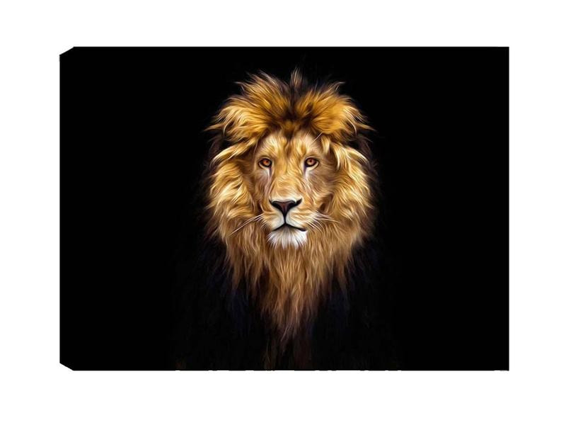 Wallxpert Bild Lion 50 x 70 cm