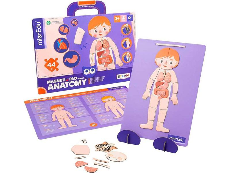 mierEdu Kinderspiel Magnet Pad – Menschliche Anatomie