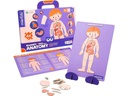 mierEdu Kinderspiel Magnet Pad – Menschliche Anatomie