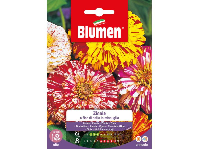 Blumen Saatgut Zinnie Dahlienblütig Mix
