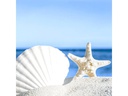 Paper + Design Papierservietten Shells by the sea 33 cm x 33 cm, 20 Stück