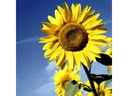 Paper + Design Papierservietten Sunflower Bloom 33 cm x 33 cm, 20 Stück