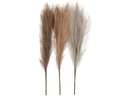 Creativ Company Trockenblumen Pampasgras 50 cm 3 Stück, Beige, Braun, Grau