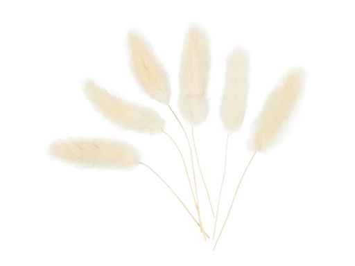 [90179040 1235034] Creativ Company Trockenblumen Federgras 3-7 cm, 6 Stück