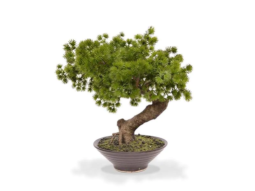 [90180384 1103050] Botanic-Haus Kunstpflanze Bonsai Pinus mit Schale