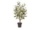 Botanic-Haus Kunstpflanze Olivenbaum, 60 cm