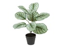 Botanic-Haus Kunstpflanze Kalathea 36 cm