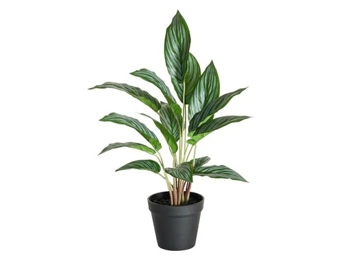[90217281 1312356] Botanic-Haus Kunstpflanze Kalathea 46 cm