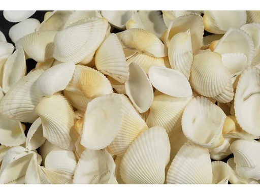 [90217303 1327314] Ambiance Muscheln, 1.2 kg Weiss