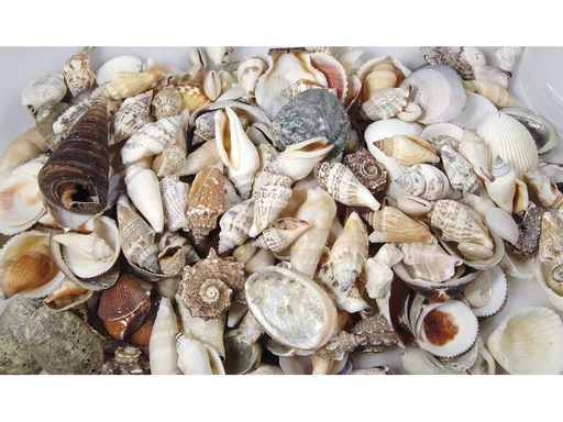 [90217342 1327315] Ambiance Muscheln, 1.2 kg Nature