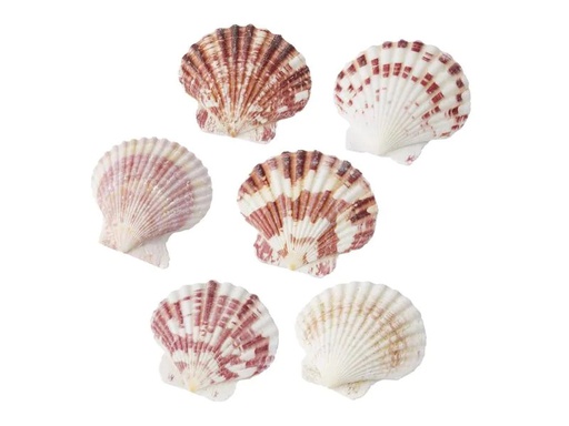 [90221117 1238065] HobbyFun Streudeko Muscheln 2 Natur