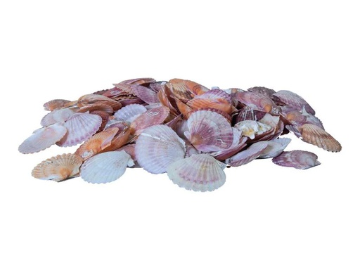 [90223448 1331325] Dekomat AG Muscheln, 300 g Pink/Weiss