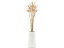Soli Collection Trockenblumen Lagurus 50-60 cm, Naturfarben