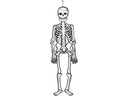 Creativ Company Halloweenfigur Papierdeko Skelett 120 cm, 300g