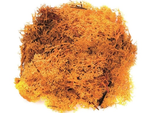 [90043359 1115498] Glorex Moos Island Orange