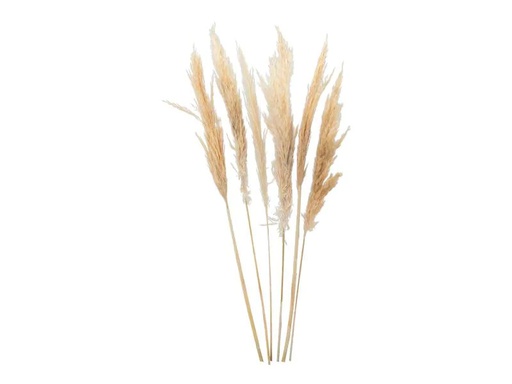 [90260585 1381015] Dekomat AG Trockenblumen Pampasgras 6 Stück, Crème