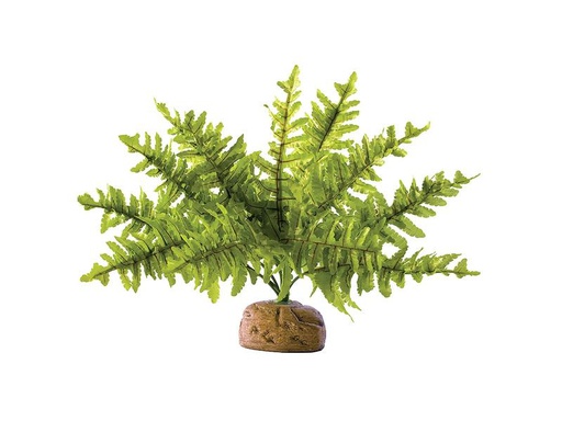 [90284978 1445564] Exo Terra Regenwaldpflanze Boston Farn, S