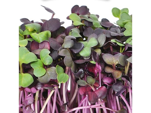 [90288560 1547128] Gusta Garden Samen Microgreens Radies HARRY HERBS
