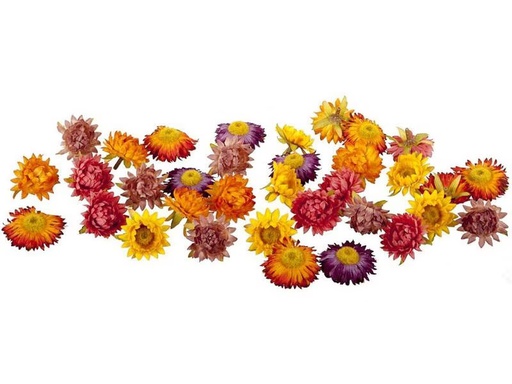 [90290375 1534821] Dekomat AG Kunstblume Strohblüten 36 Stück, Herbstfarben