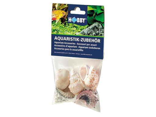 [90297085 1563299] Hobby Aquaristik Dekoration Sea Shells Set, L, 5 Stück