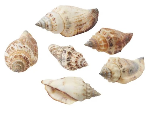 [90298849 1238064] HobbyFun Streudeko Muscheln 1 Natur