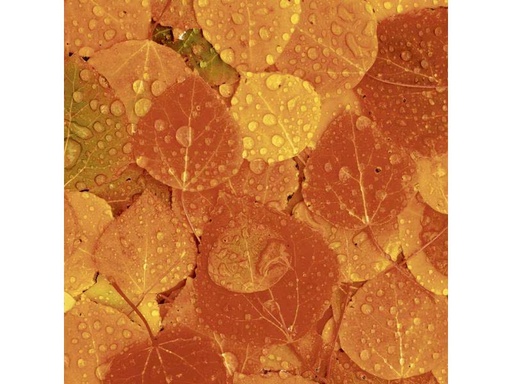 [90311309 1609805] Paper + Design Papierservietten Fruity Florals 33 cm x 33 cm, 20 Stück