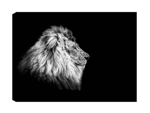 [90325985 1642138] Wallxpert Bild Löwe 50 x 70 cm