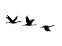Wallxpert Wanddekoration Enten 3-teilig