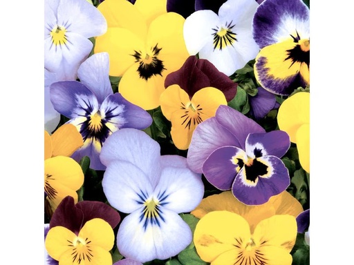 [90333541 1665791] Paper + Design Papierservietten Pansies 33 cm x 33 cm, 20 Stück